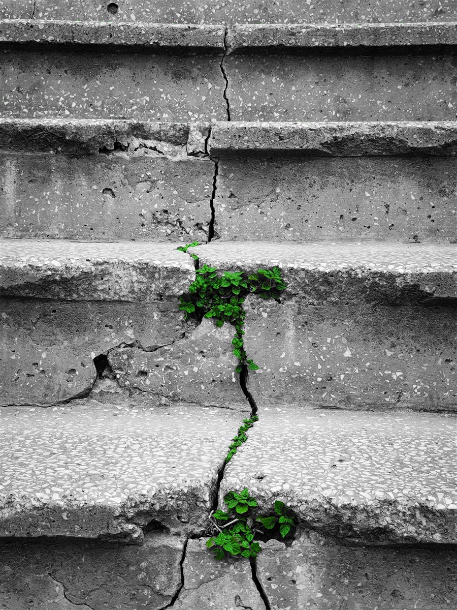 A green plant growing up through a crack in a weathered stone staircase